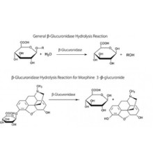 -Глюкуронидаза из Escherichia coli 10 000 000  единиц / г белка (30-минутный анализ), рекомбинантная, экспрессированная в E. штамм, продуцирующий кишечную палочку, лиофилизированный порошок Sigma G8295
