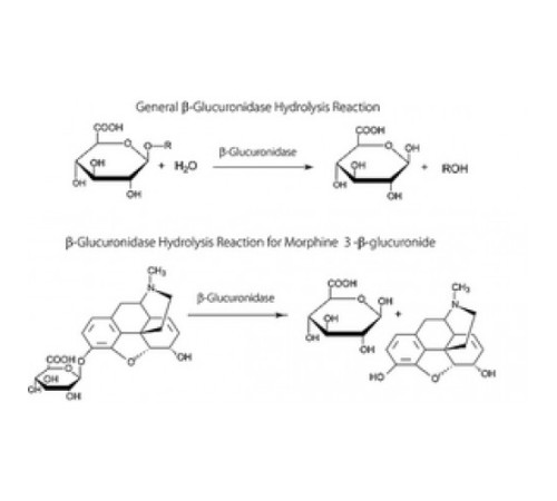 -Глюкуронидаза из Escherichia coli 10 000 000  единиц / г белка (30-минутный анализ), рекомбинантная, экспрессированная в E. штамм, продуцирующий кишечную палочку, лиофилизированный порошок Sigma G8295