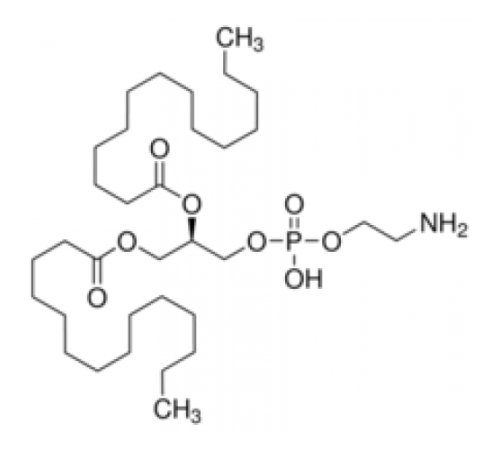 1,2-Димиристоил-sn-глицеро-3-фосфоэтаноламин синтетический, 99% Sigma P5693